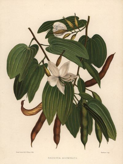 White Orchid-Tree, Bauhinia Acuminata by Unknown